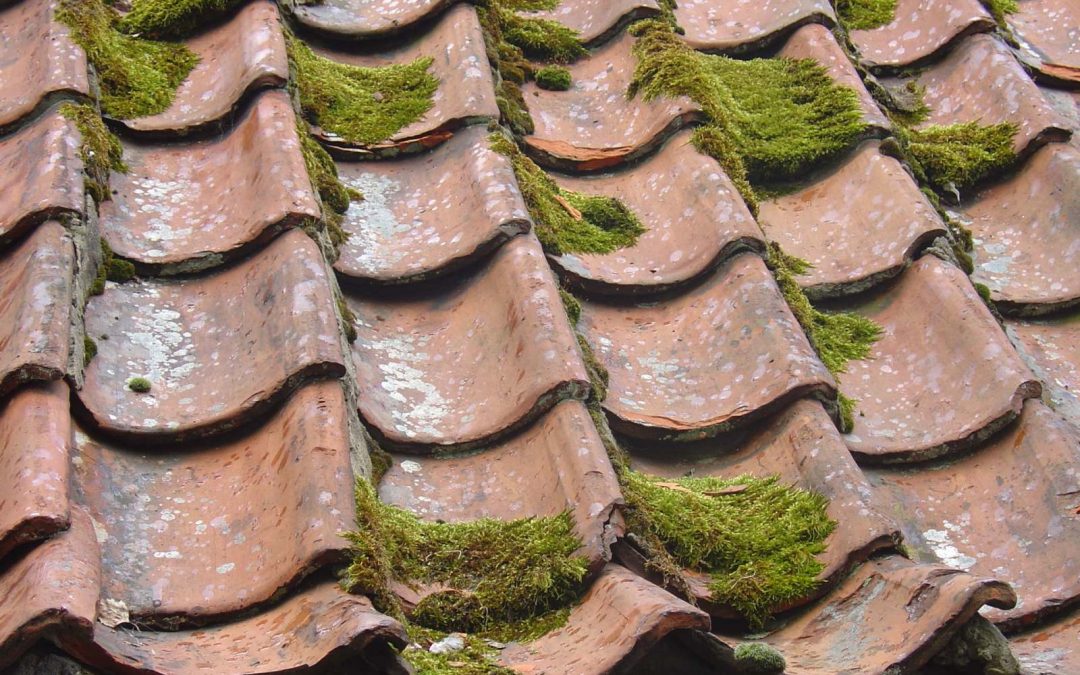 mossy roof tiles requiring roffing and guttering services